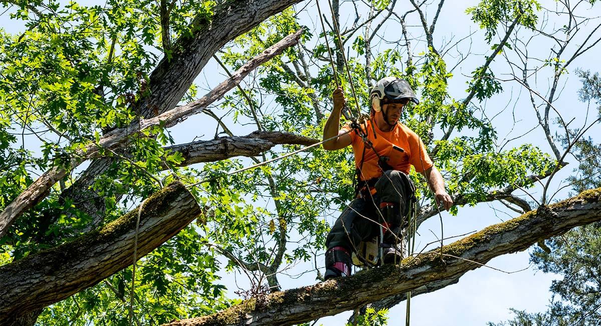 Qualified arborist climbing a tree, attached with ropes and harnesses, and removing a branch.