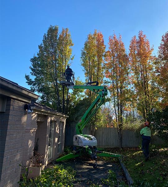 The Ranges Tree Service crew pruning trees in Yarra valley using arboriculture equipment.