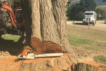 A chainsaw sat in the cut made by tree removal experts after preparing a dangerous tree for removal in the yarra valley.