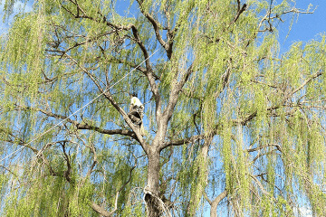 One of the experienced tree climbers at Ranges Tree Service completing tree pruning at property.