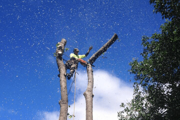 Ranges Tree Services completing a tree removal in the Yarra Valley,.