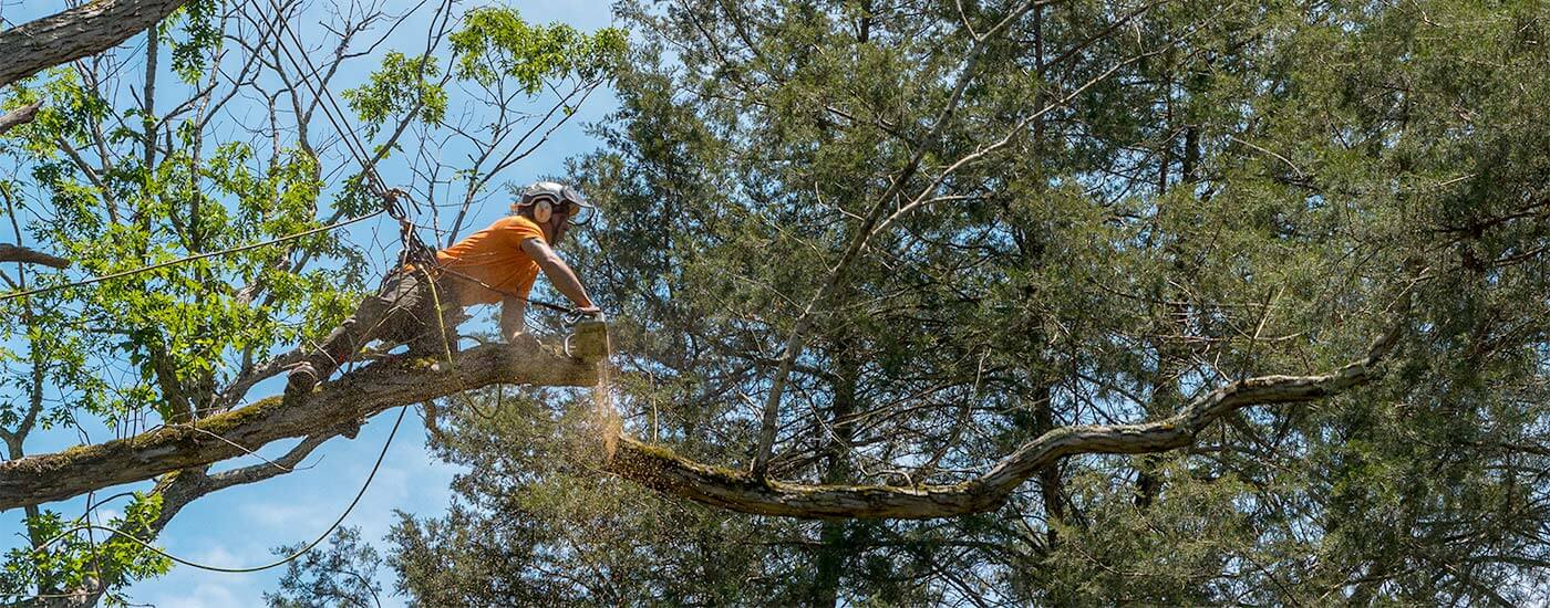 A tree climber in the yarra valley completing tree cutting services by reaching out to cut a branch with a chainsaw.