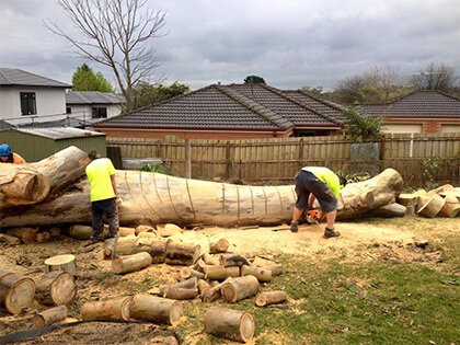 The tree lopping team at Ranges Tree Service cutting up a large gum tree trunk.