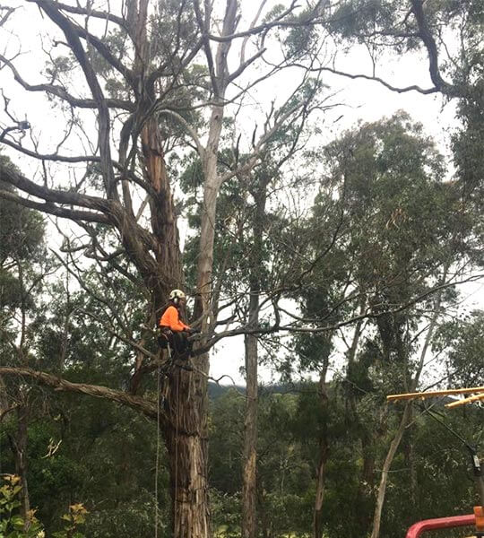 A tree lopper sitting in the canopy of a tree, taking a break from completing tree pruning work.