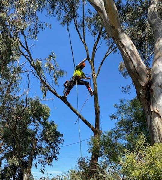 A tree climber balancing between two branches in the canopy of a tree whilst he prunes the limbs.