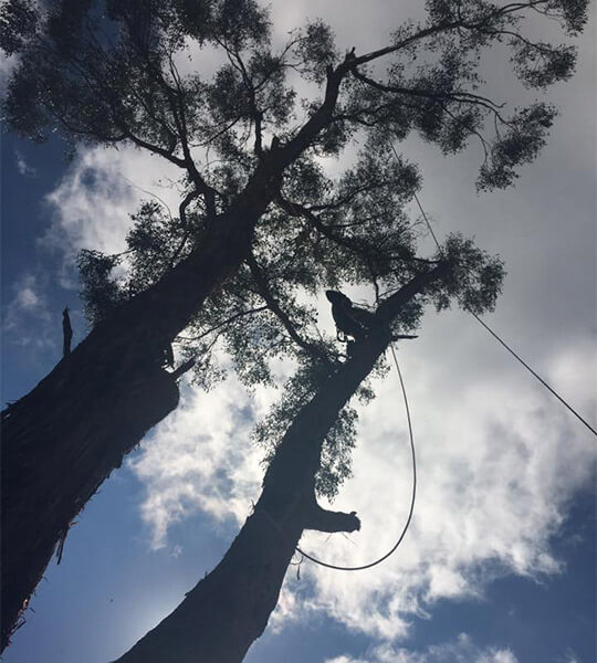 The view from the base of a tree of a climber pruning the branches, cast in a silhouette.