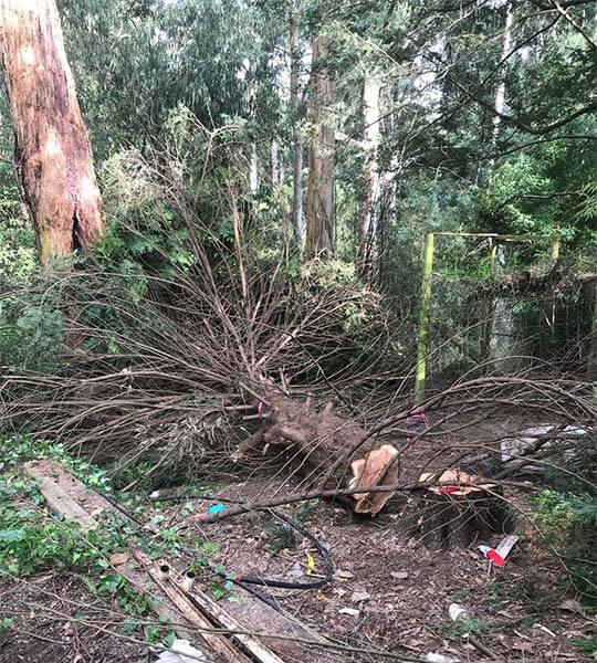 A tree removal in the Yarra Valley lying on the ground after being felled.