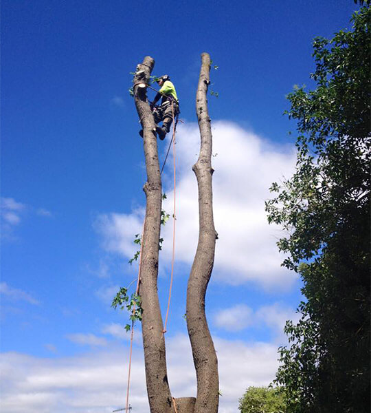 The Ranges Tree Service team completing a yarra valley tree removal using harnesses and ropes.