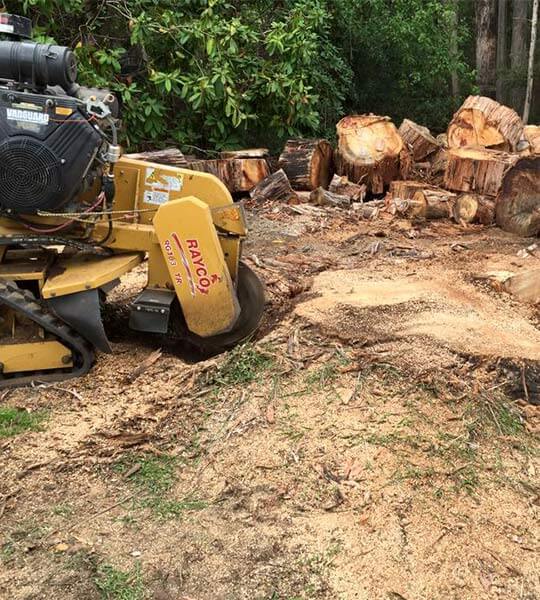 A rayco tree stump grinder next to a large stump ready to be removed.