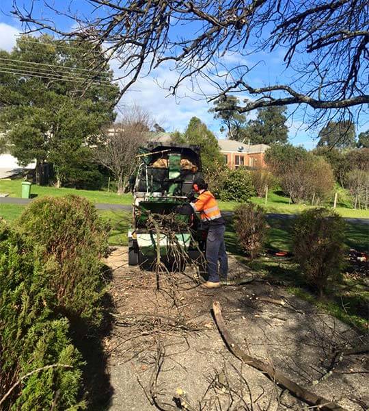 One of the team at Ranges Tree Service feeding lopped limbs into the woodchipper.