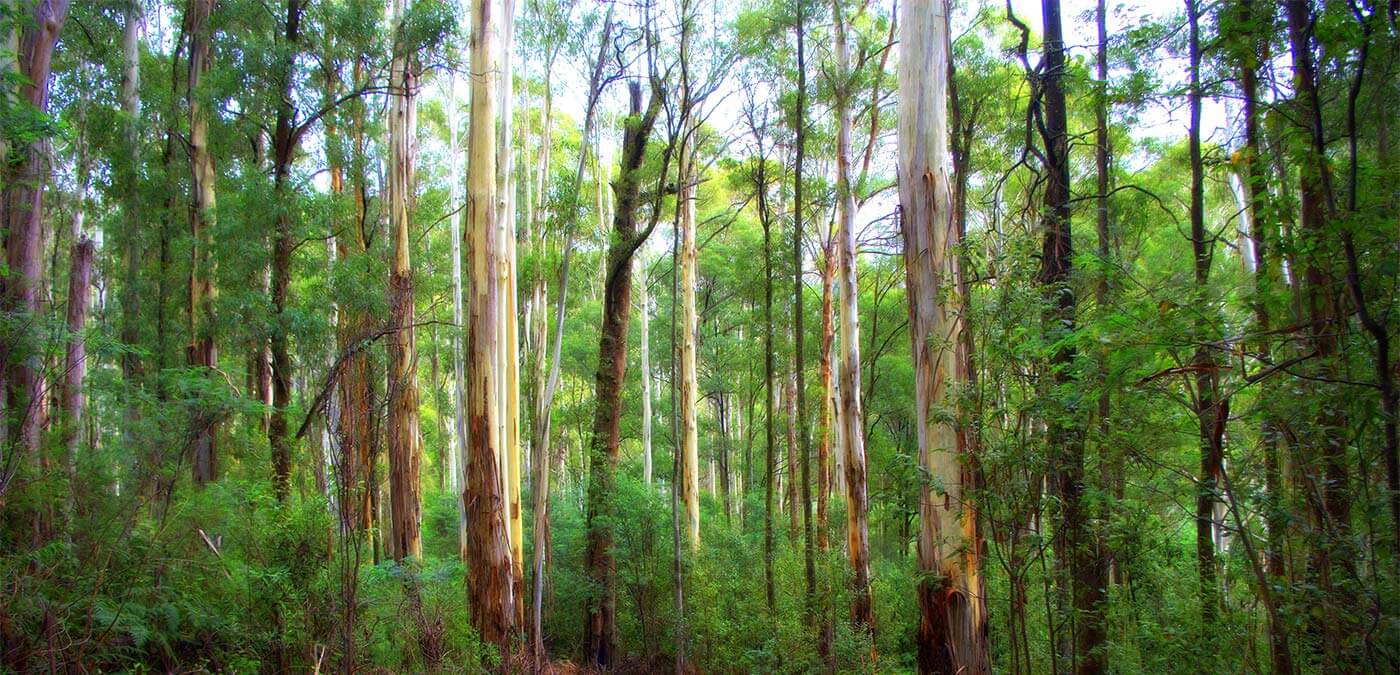 Gum trees in the Yarra Ranges, with bright green foliage and stripped bark.