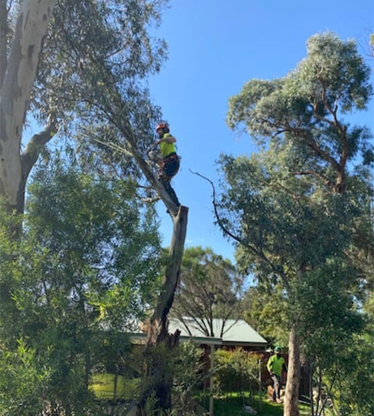 A climber in the Yarra Valley removing a tree in a garden.